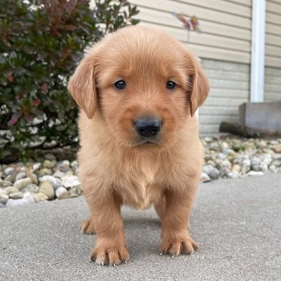 regalo golden retriever cuccioli disponible