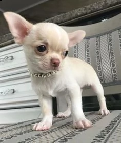 regalo chihuahua cuccioli meravigliosi ! 