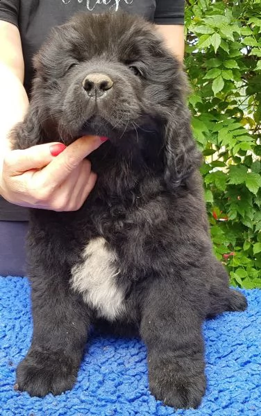 cuccioli terranova maschio e femmina | Foto 2