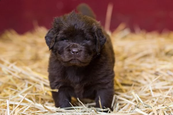 cuccioli terranova maschio e femmina | Foto 1