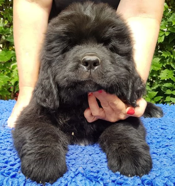 cuccioli terranova maschio e femmina | Foto 0