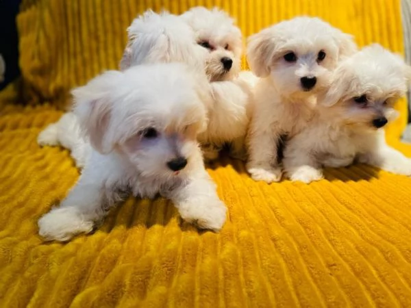 cuccioli maltesi molto dolci e affascinanti