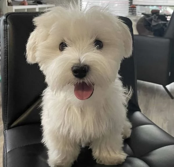  adorabili cuccioli  maltese femminucce e maschietti disponibili