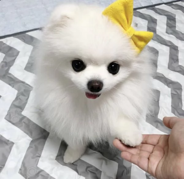 regalo volpino pomerania cuccioli