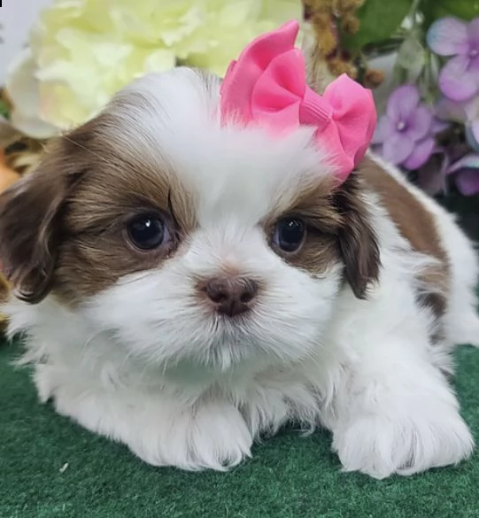 regalo bellissimi cuccioli allevati shih-tzu, colore bianco e nero.