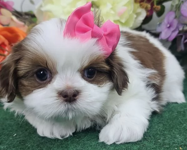 regalo bellissimi cuccioli allevati shih-tzu, colore bianco e nero. | Foto 0