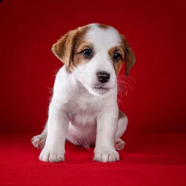 regalo jack russel