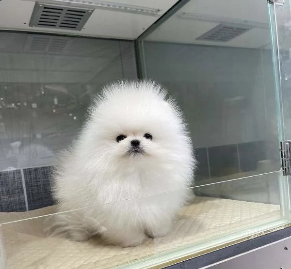 regalo pomerania cuccioli (maschio e femmina) | Foto 0