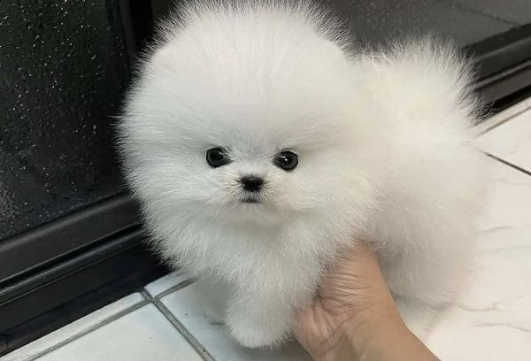 regalo pomerania cuccioli (maschio e femmina)