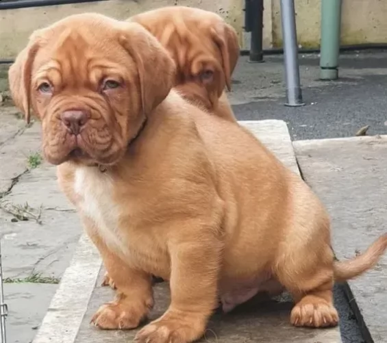 cuccioli dogue de bordeaux