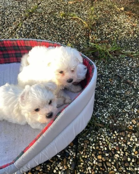 cerco bolognesi più piccoli (adulti fino a 3,5 kg) | Foto 0