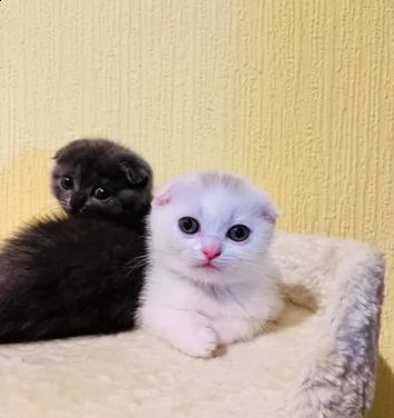 due gattini di scottish fold