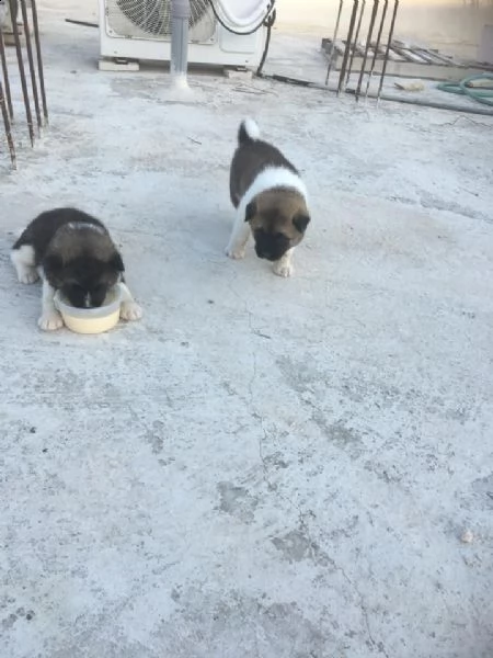 regalo akita inu cuccioli disponibile per l'adozione