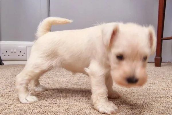 cuccioli di schnauzer