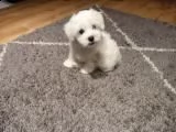 pronto ora kc reg cuccioli maltese in vendita  abbiamo a disposizione sia maschi che femmine di ques