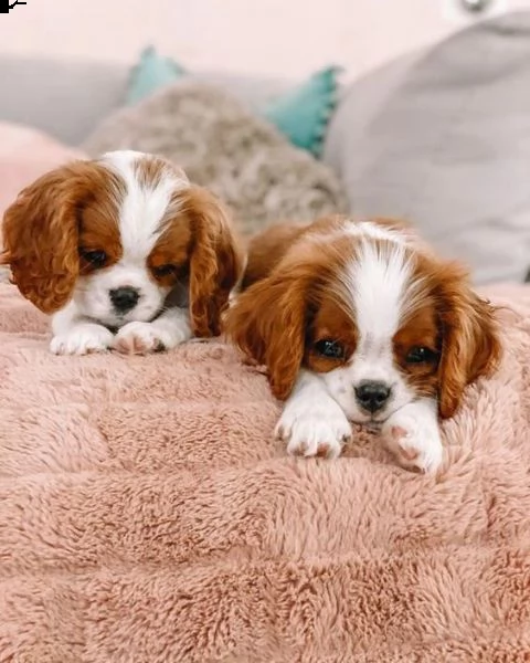 cucciolo la bellissima cavalier king | Foto 2