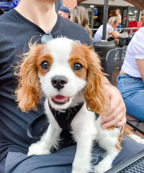 cucciolo la bellissima cavalier king | Foto 1