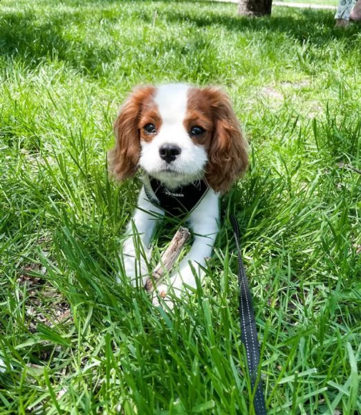 cucciolo la bellissima cavalier king | Foto 0