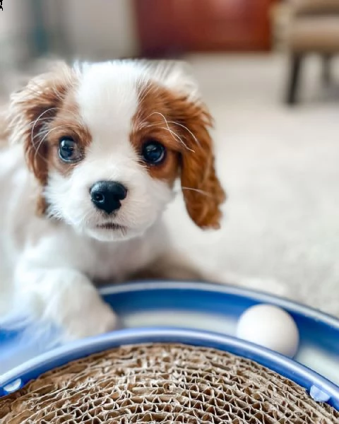 cucciolo la bellissima cavalier king