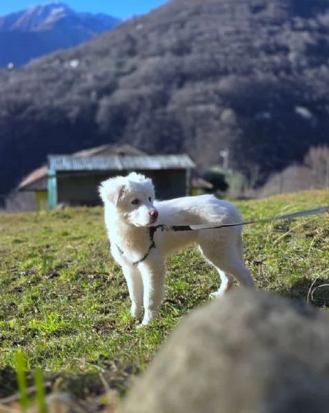 Rollo straordinario cucciolo mix PMA di 95 giorni | Foto 0