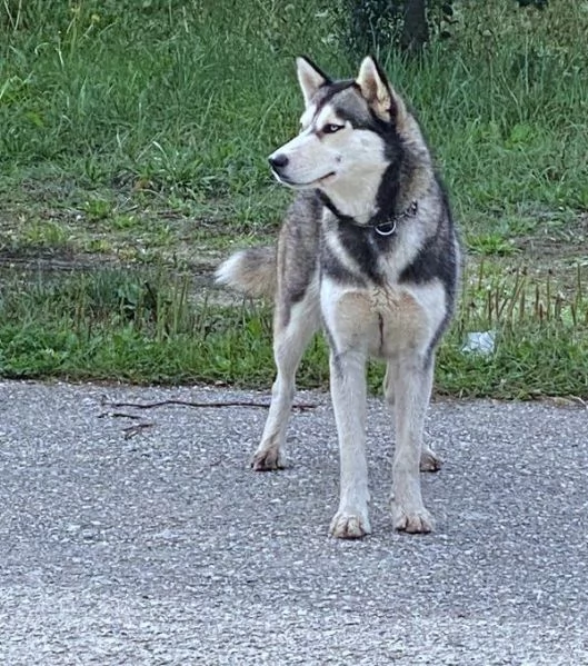 AIKA Siberyan Husky favolosa cerca fiaba: 2 anni | Foto 6