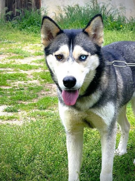 AIKA Siberyan Husky favolosa cerca fiaba: 2 anni | Foto 5