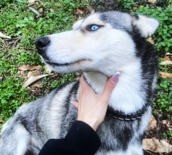 AIKA Siberyan Husky favolosa cerca fiaba: 2 anni | Foto 4