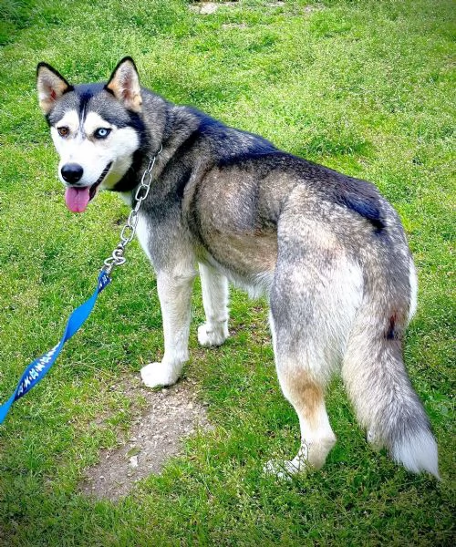 AIKA Siberyan Husky favolosa cerca fiaba: 2 anni | Foto 3