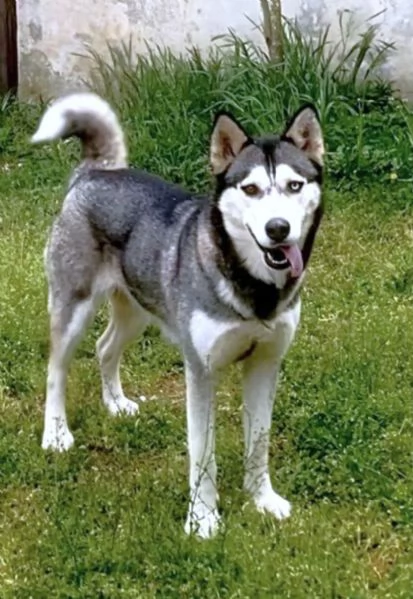 AIKA Siberyan Husky favolosa cerca fiaba: 2 anni | Foto 2