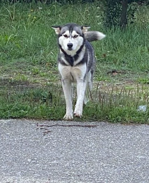 AIKA Siberyan Husky favolosa cerca fiaba: 2 anni | Foto 1