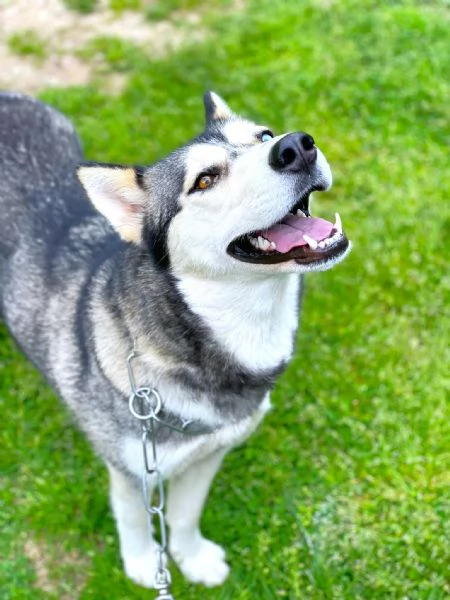 AIKA Siberyan Husky favolosa cerca fiaba: 2 anni