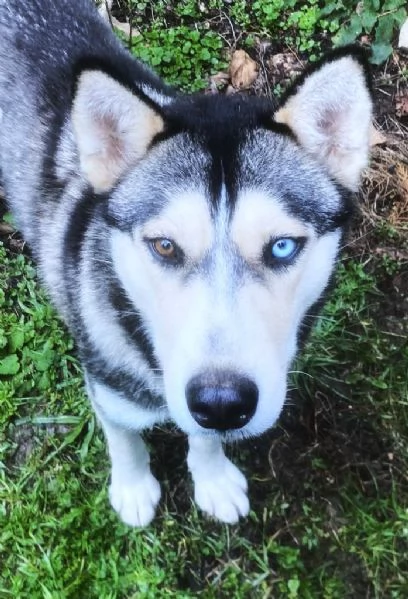 AIKA Siberyan Husky favolosa cerca fiaba: 2 anni | Foto 0