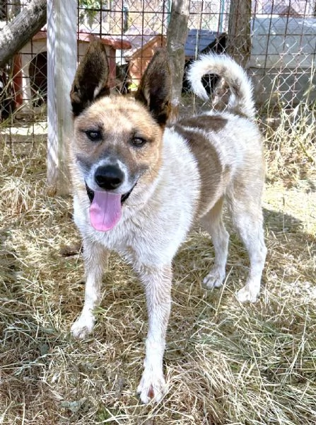 Adex o/e Buck,cani ideali (buoni,giovani,sani)