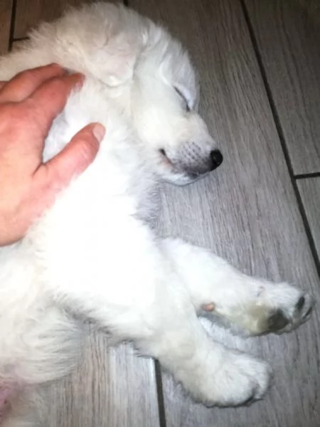 Torino, cucciolo mix PMA di 60 gg, CHARLES in adozione | Foto 6