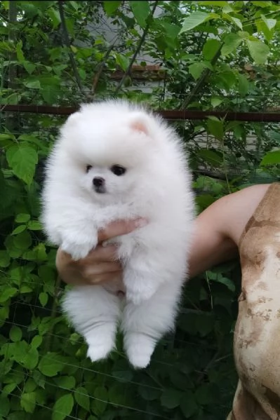 cuccioli pomerania bianchi  | Foto 0