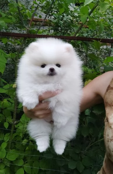 cuccioli pomerania bianchi 