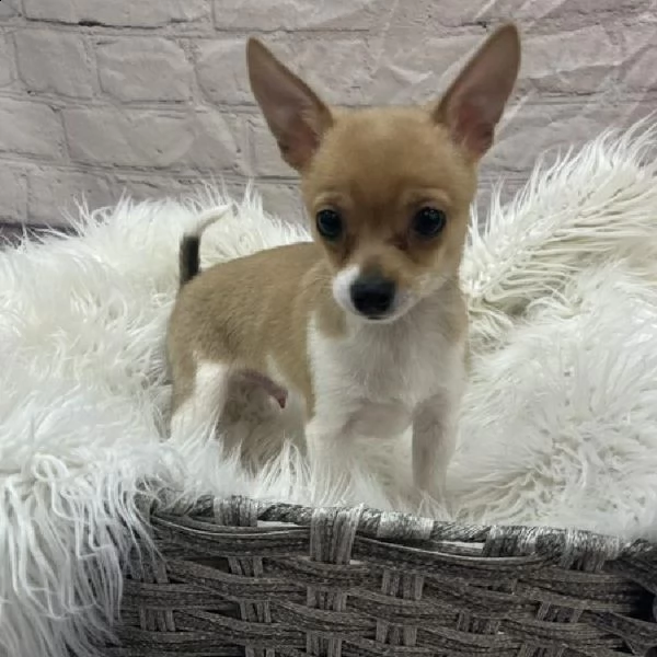 regalo chihuahua cuccioli meravigliosi ! 