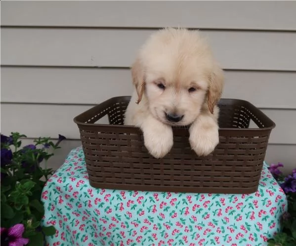 cuccioli sani di golden retriever in vendita vicino a me | Foto 2