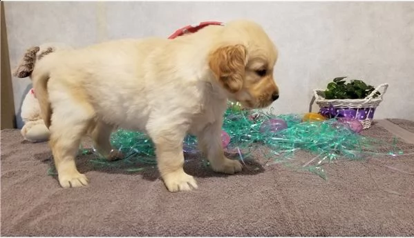 cuccioli sani di golden retriever in vendita vicino a me