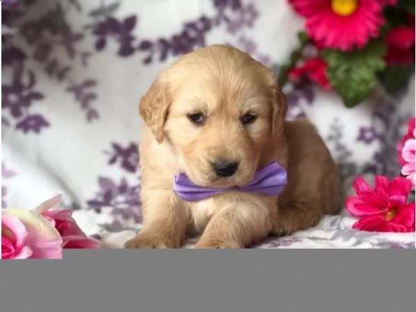 cuccioli sani di golden retriever in vendita vicino a me | Foto 1