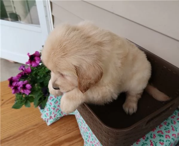 cuccioli sani di golden retriever in vendita vicino a me | Foto 0