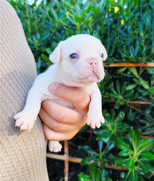 Cuccioli di bulldog/ bouledogue francesi 