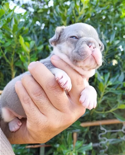 Cuccioli di bulldog/ bouledogue francesi  | Foto 4