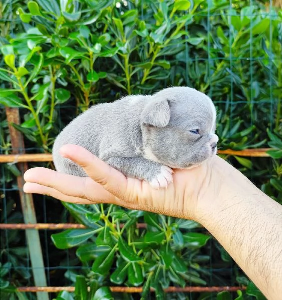 Cuccioli di bulldog/ bouledogue francesi  | Foto 3