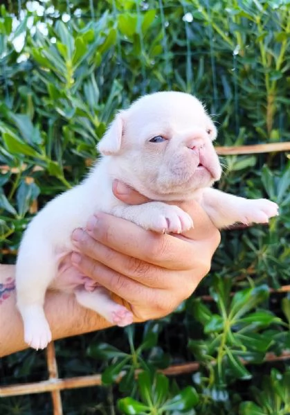 Cuccioli di bulldog/ bouledogue francesi  | Foto 2