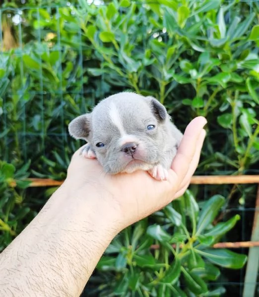 Cuccioli di bulldog/ bouledogue francesi  | Foto 1