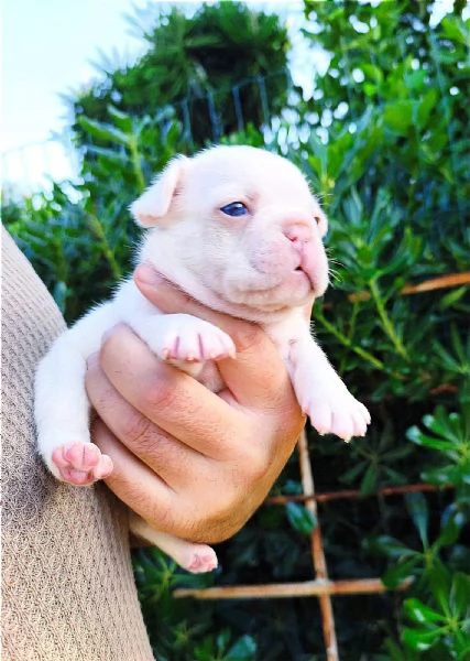 Cuccioli di bulldog/ bouledogue francesi  | Foto 0