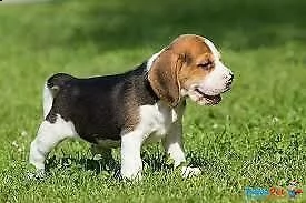 cucciolo beagle da privato..