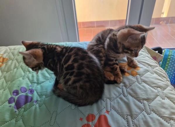 Cuccioli gatto bengala ANFI | Foto 3