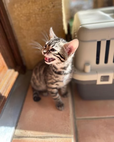 gattini bengala maschio e femmina | Foto 0